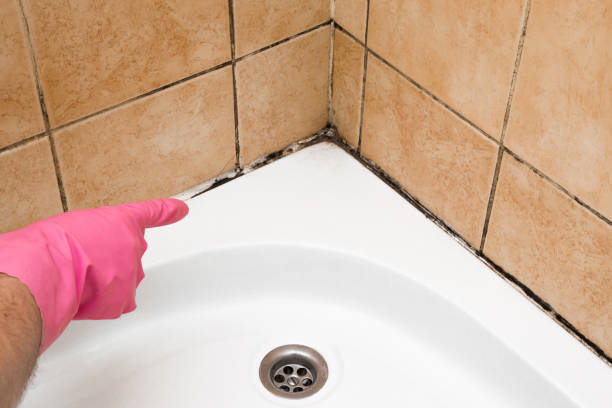 Best Mold Removal and Inspection  in USA